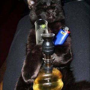 Meet your Posher, Ella